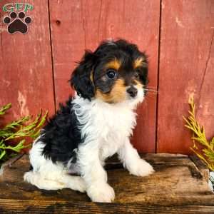 Thelma, Cavapoo Puppy